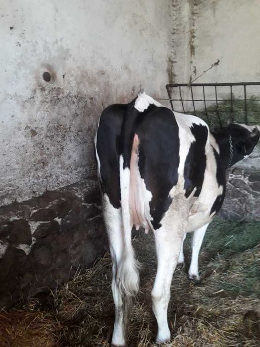 Sprzedam 6 jałówek wysokocielnych