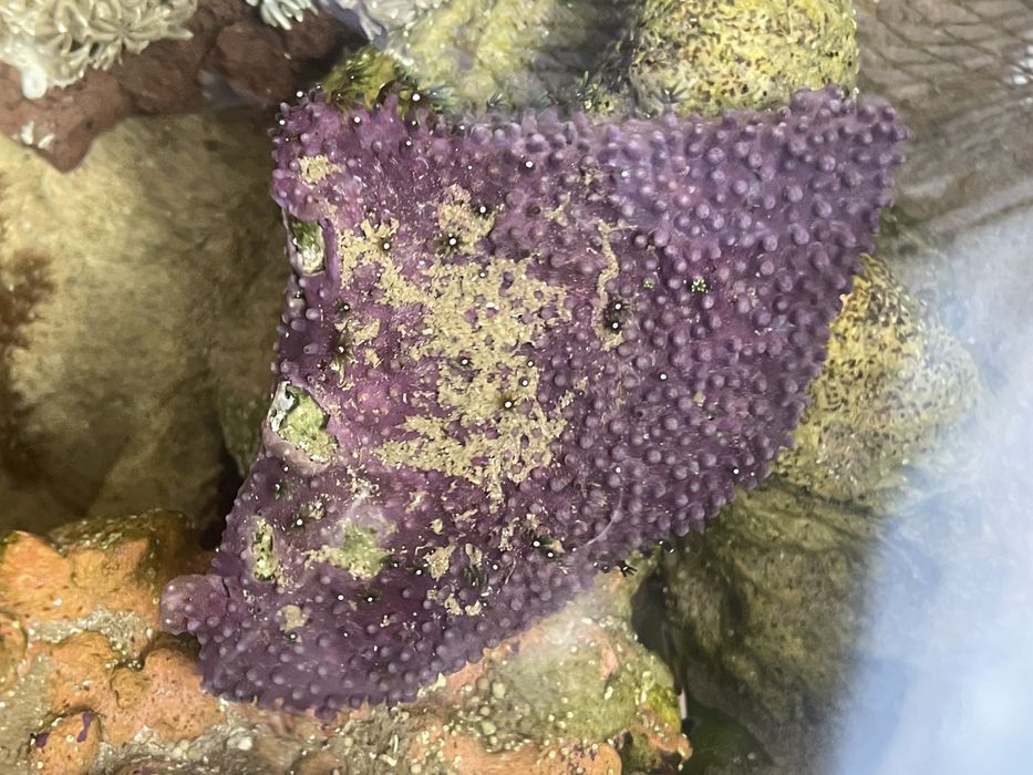 Pedra Viva com Colónia de Green Star Polyps (GSP) – Recheada de Vida