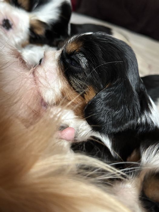 Кавалер кінг чарльз спанієль