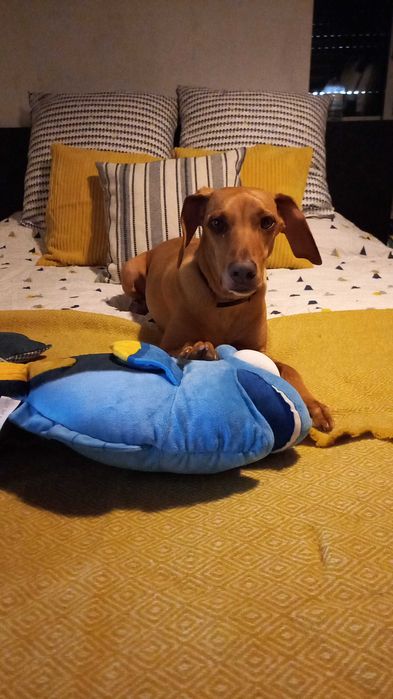 Estadia familiar para cães