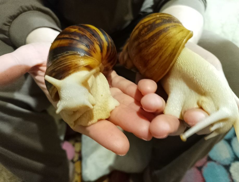 Продам равликів Архахатиніа