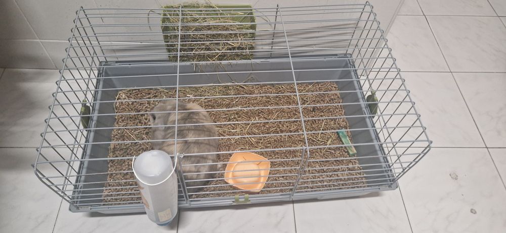 Vendo coelho orelhudo (8 meses)