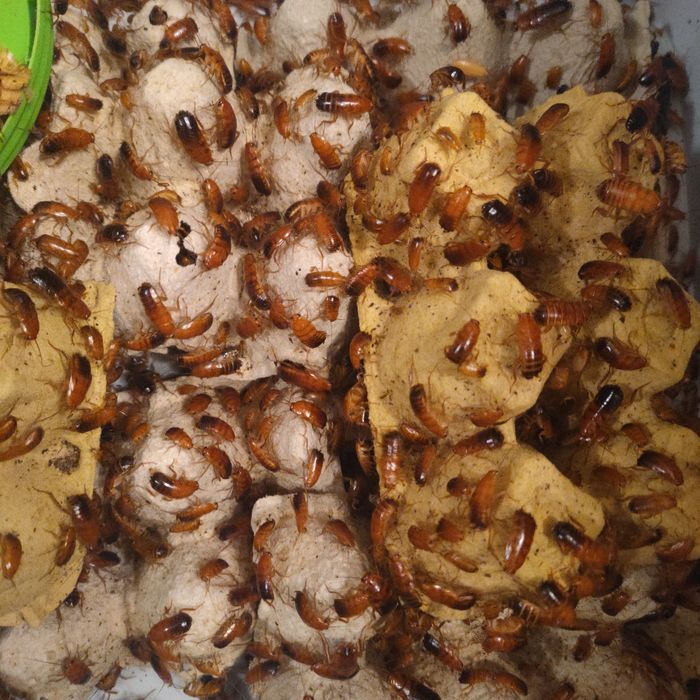 Karaczany tureckie, karmówka dla gadów