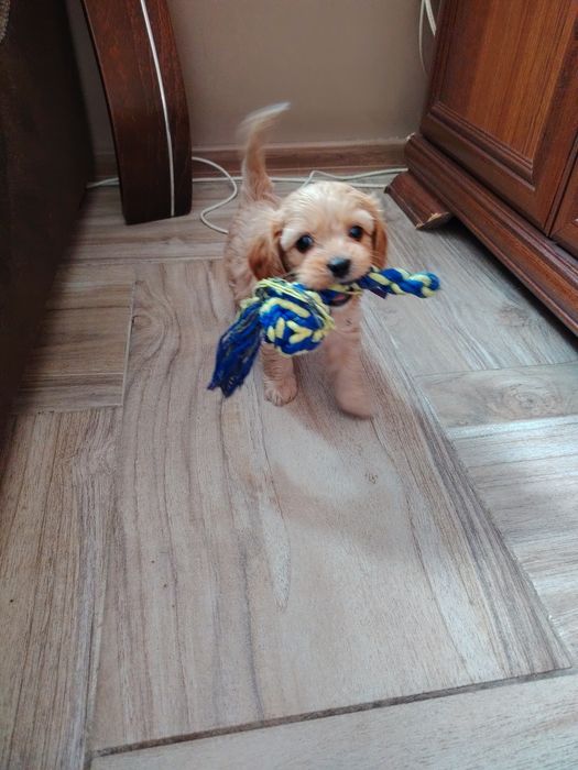 Cavapoo pieski.!