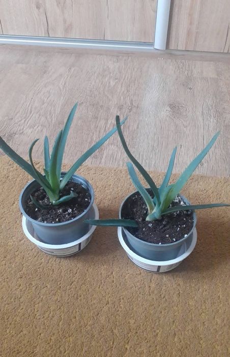 Aloes, kwiat doniczkowy Ostrowina  OLX.pl