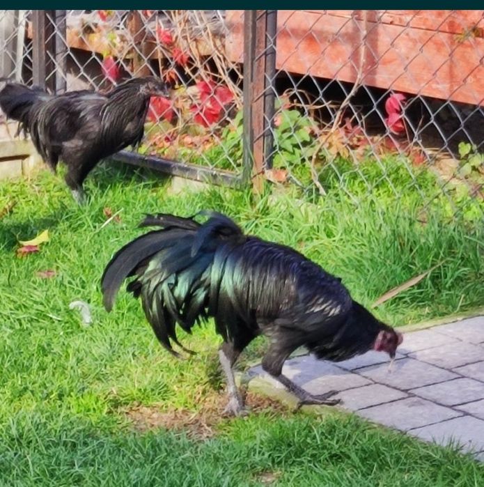 Sumatra kury i koguty ostatni kpl