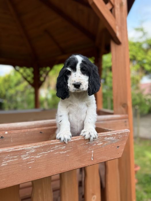 Cocker spaniel angielski Piesek