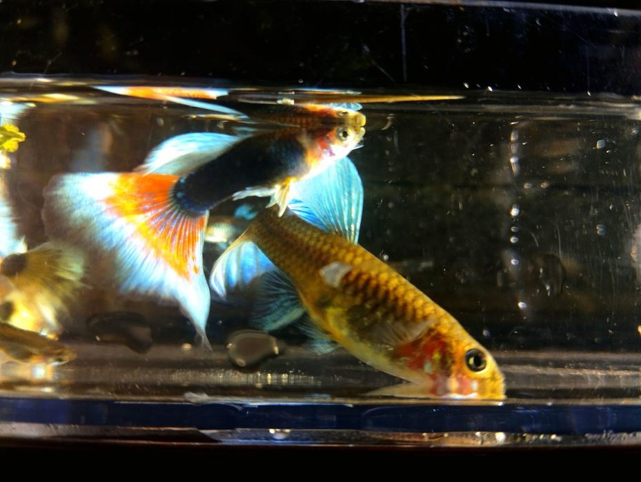 Gupiki blue Red tuxedo