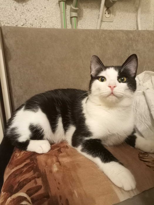 Котик хаскі серед котів