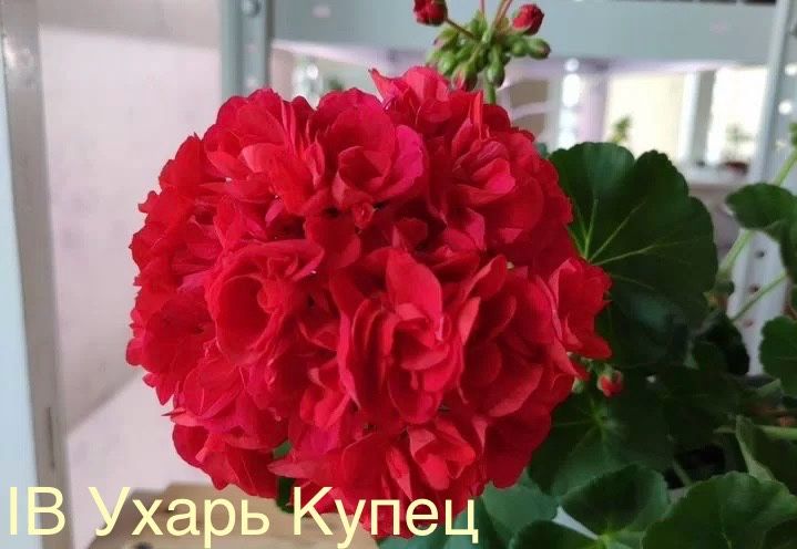 Сортова пеларгонія різних селекцій