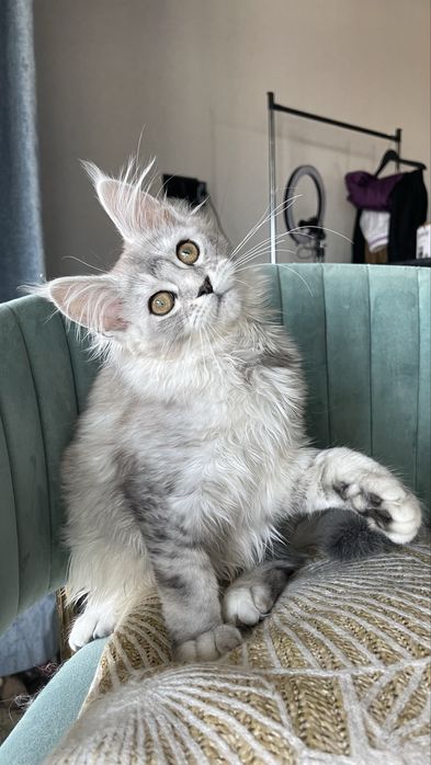 Дівчинка мейн-кун Солоха. Можлива доставка.