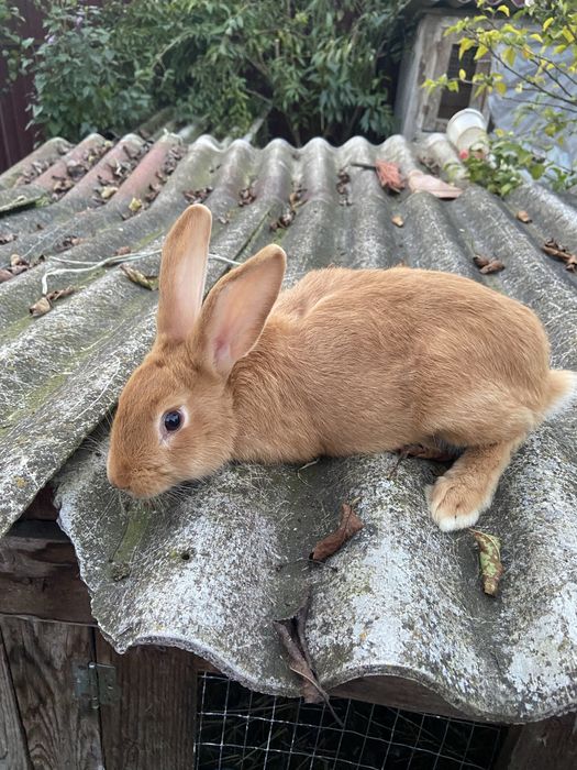 Кролі, кролики, самці