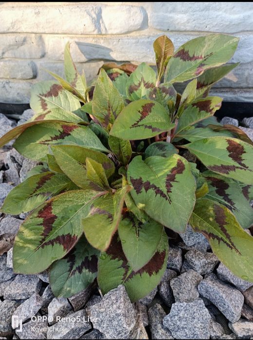 Продам хости і рослини для тіні