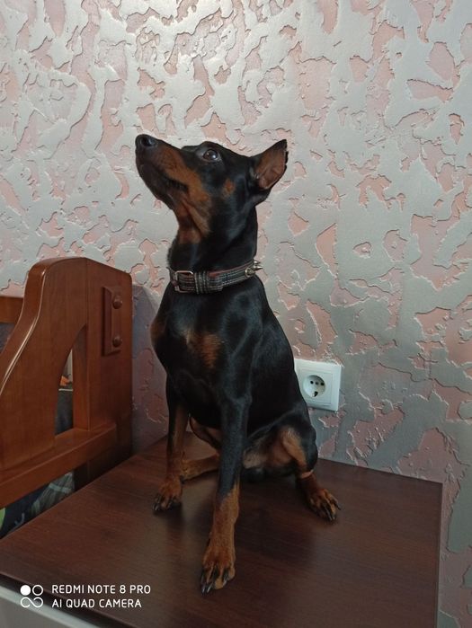 Цвергпинчер ЖОРИК ищет подружку для продолжения рода.