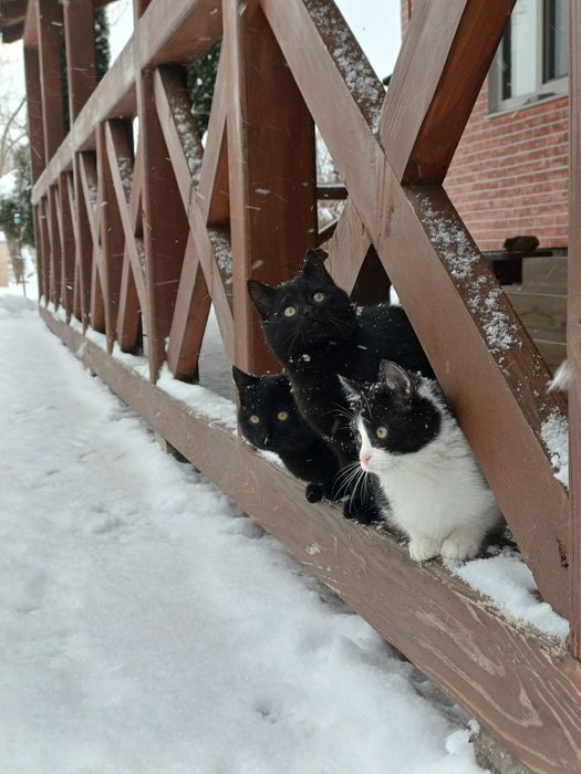 Віддам в добрі руки кошенят