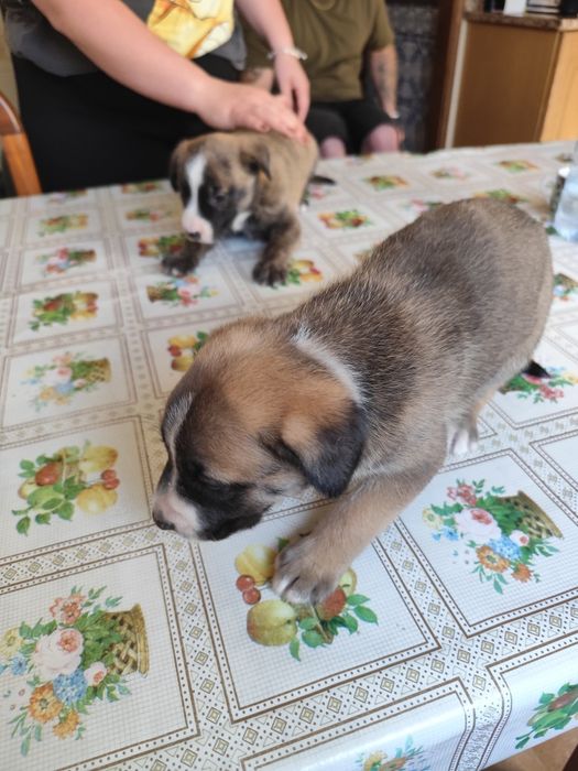 Cachorras para adoção responsável