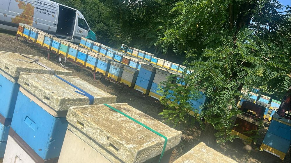 Miód pszczeli z własnej pasieki,słoiki,pyłek pszczeli,pierzga pszczela