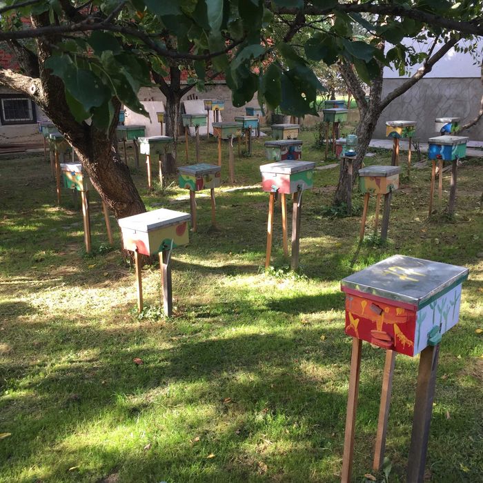 Бджоломатки КАРНИКА Плідні матки 2025 року Пчеломатки Бджолині матки