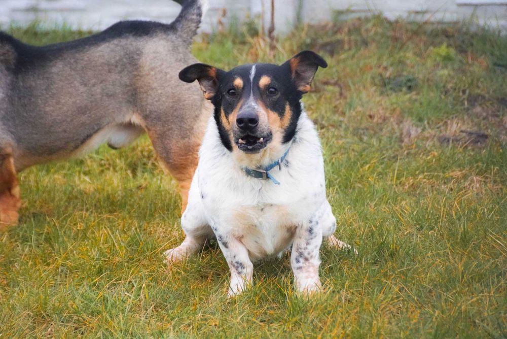 Kobi - starszy piesek szuka domu