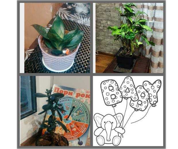 Кімнатні квіти сингоніум, красула, сансевієрія