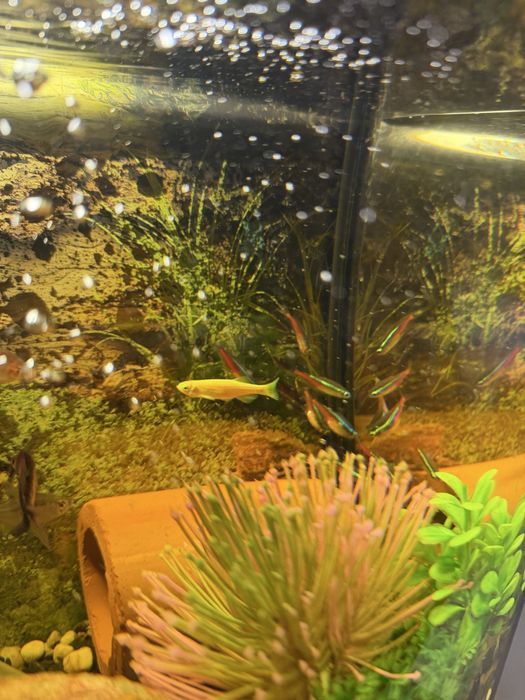 Akwarium kompletne życiem