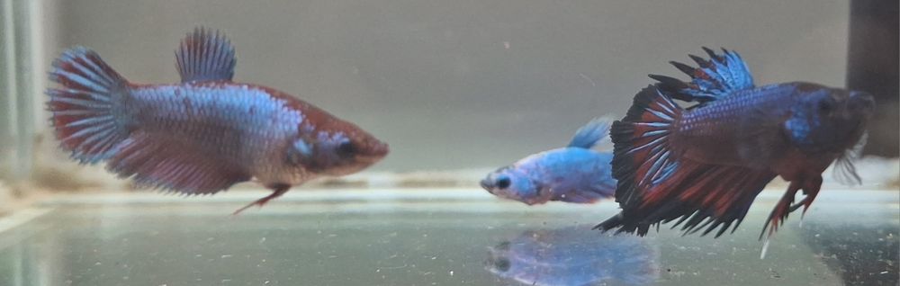 Machos peixe Betta apenas 5€