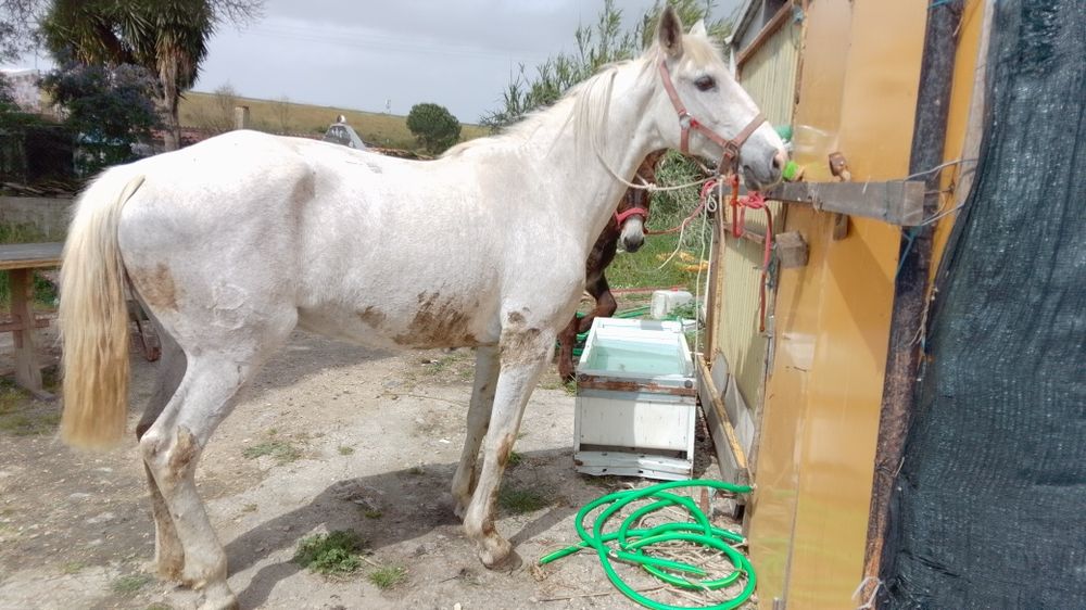 Égua russa 1.60 m com 6 anos mais formações ligam