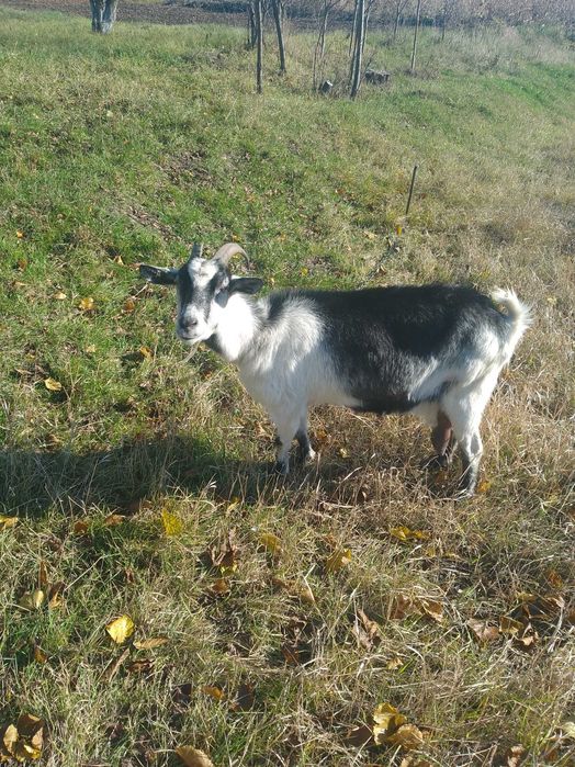 Доброго дня продам козу 4 окот