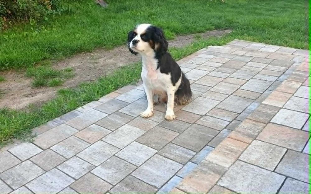 Suczka rasy Cavalier oddam w dobre ręce