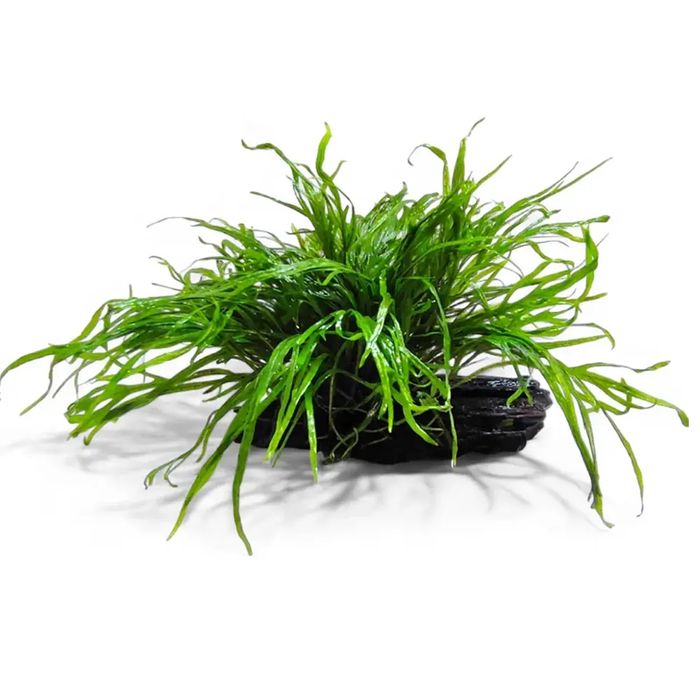 Varias plantas aquaticas
