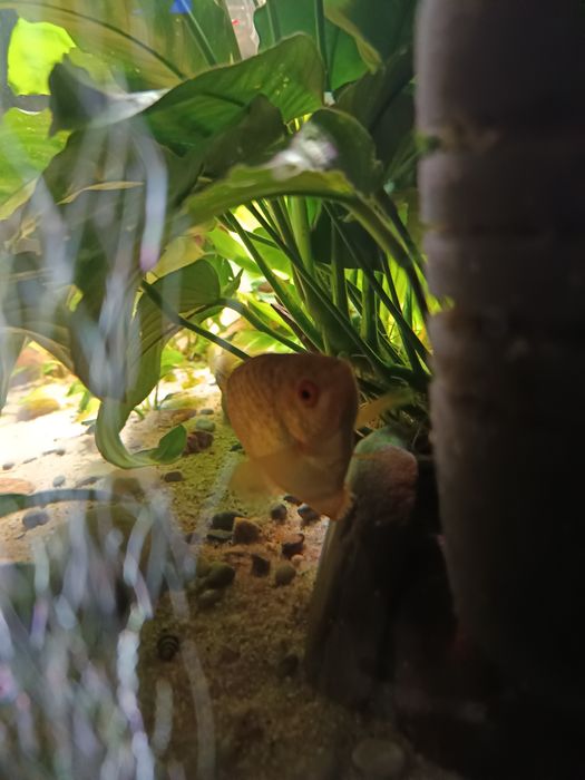 Złote gurami dorosłe 2 osobniki