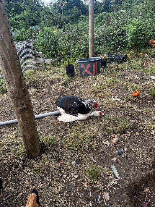 Ovos de pato mudo