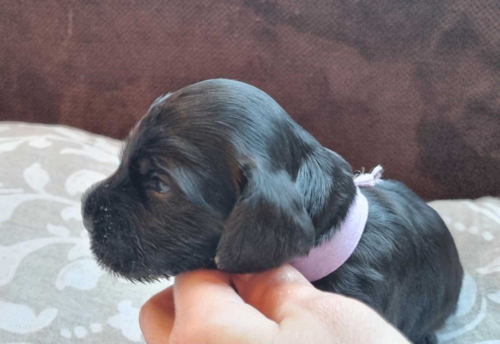 English Cocker Spaniel Puppies Available ( Holly's Angel's FCI ...