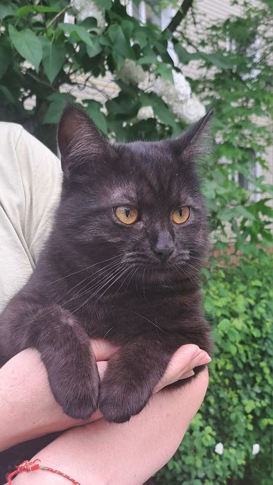 Дуже гарний молодий котик