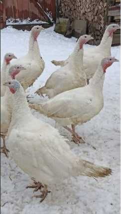 Домашнє інкубаційне яйце білої індички