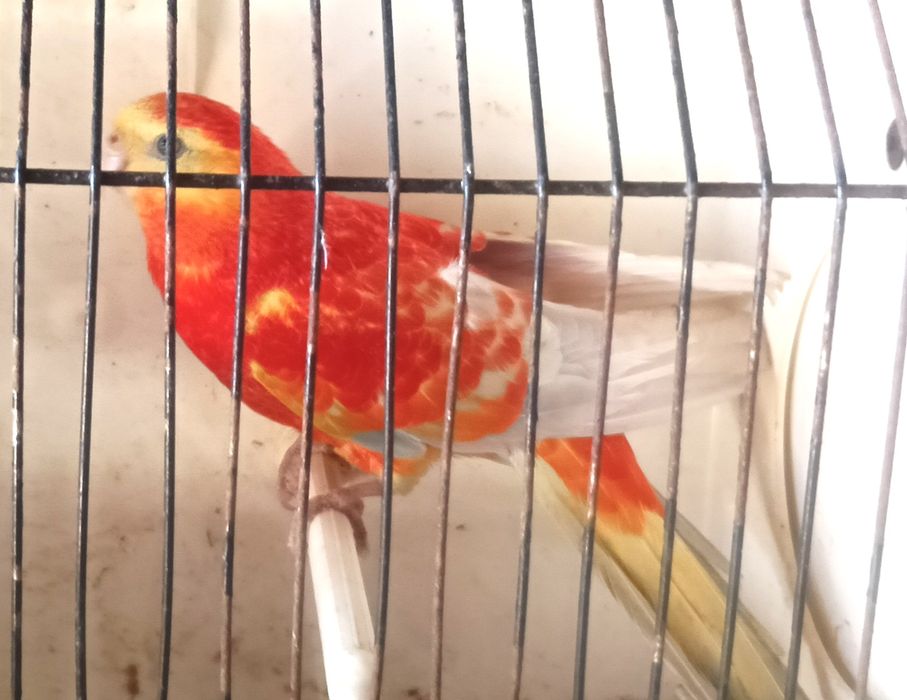 Psitacideos diversos