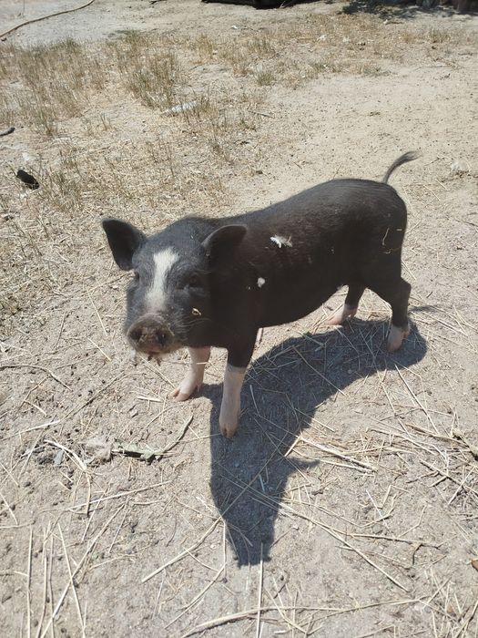 Porco viatenamita