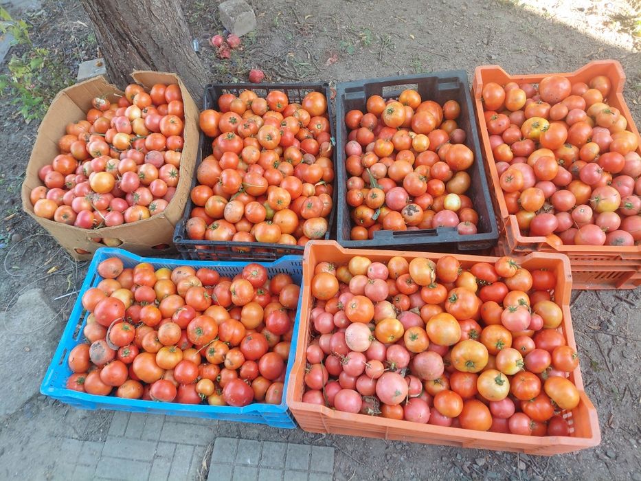 Продам домашні помідори 30грн