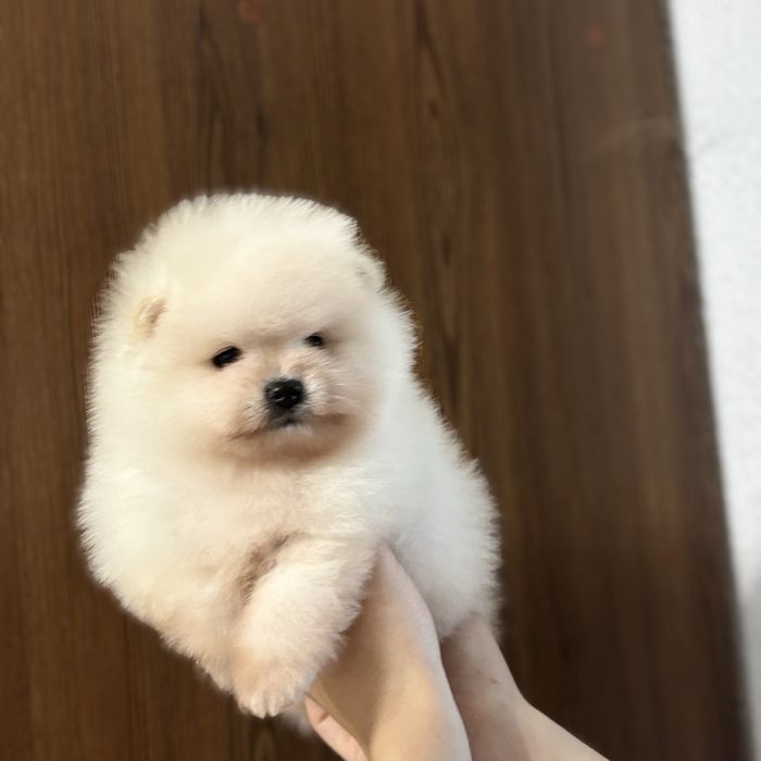 хлопчик шоу класу тип ведмедика