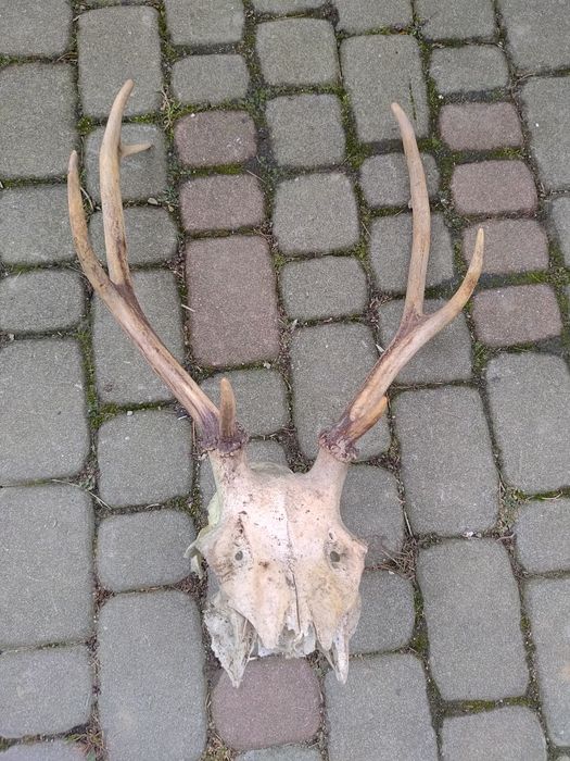 Wieniec jelenia z lasu