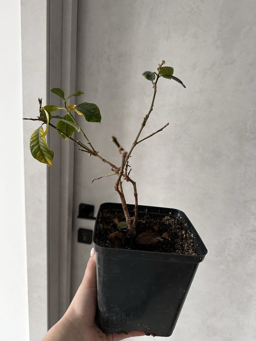 Вазонок рослина гарденія