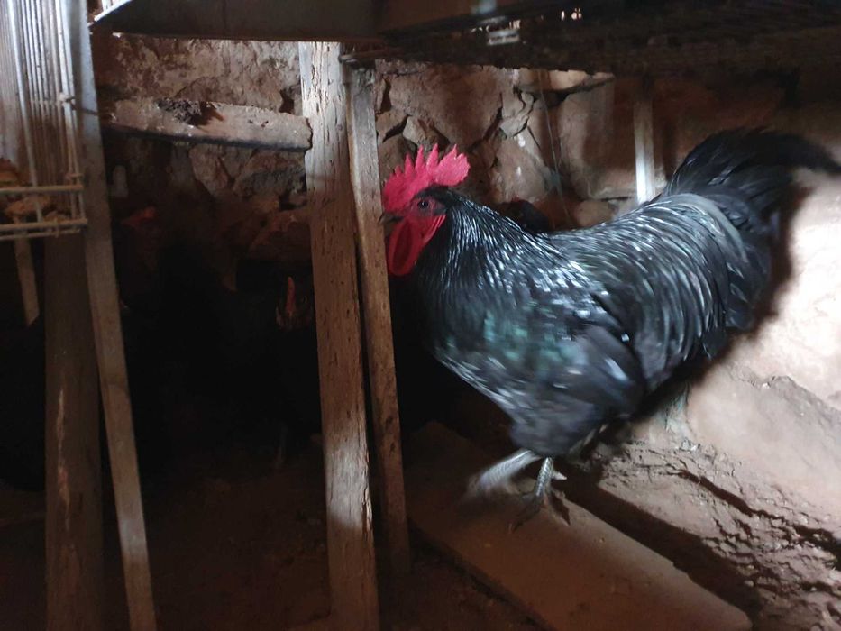 Vendo ovos de leghorn isabella e australorp