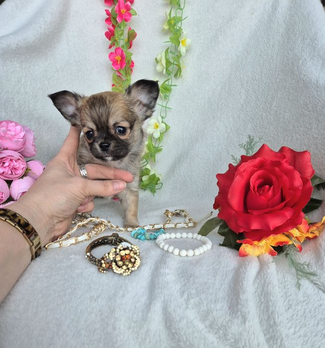 Śliczny Piesek Chihuahua Długowłosy XXS