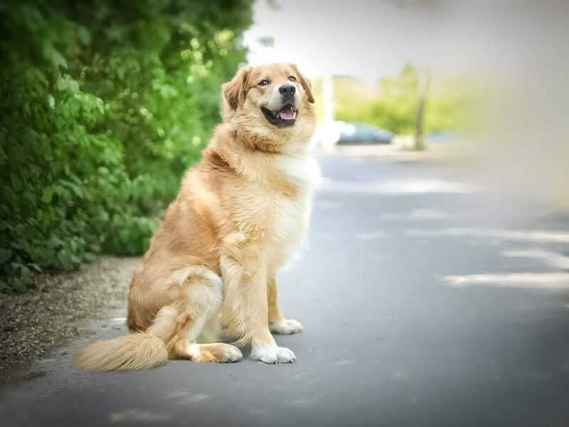 Frodo szuka domu !!!