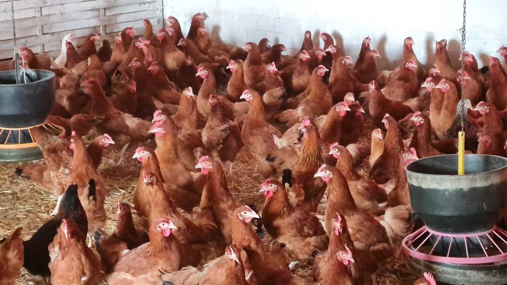 Kury Nioski z jajkami.Kurki młode prosto od Hodowcy.Transport Gratis