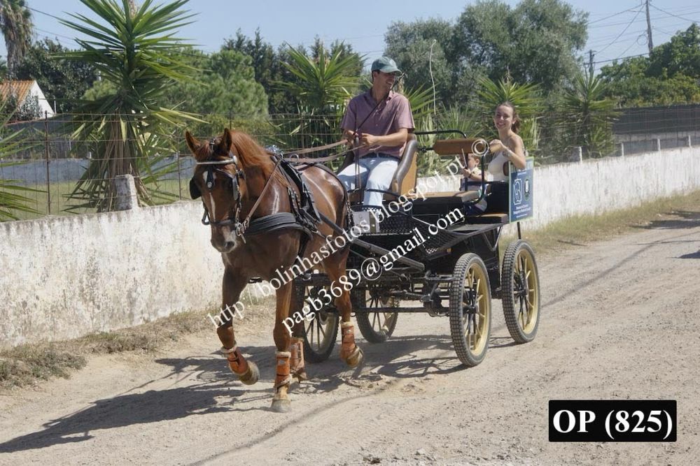 Cavalo Versatil Manso com 8 anos
