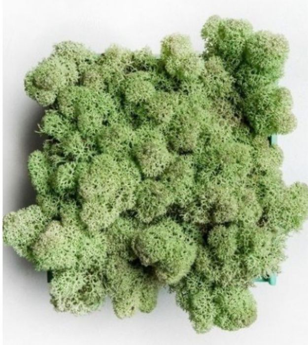 Стабілізований мох ягель, різні кольори