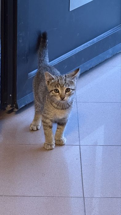 Da-se gatinhos bebes