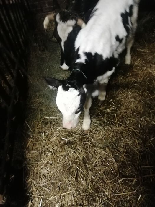 Cielaki od rolnika zdrowe