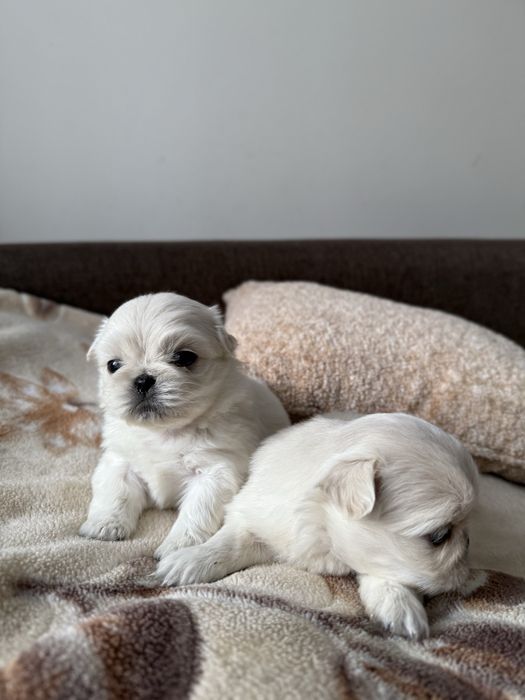 Королівські пекінеси біленькі